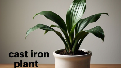 cast iron plant