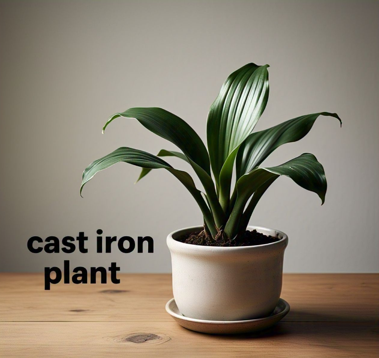 cast iron plant